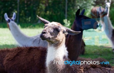 The Llamas Stock Photo