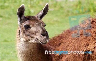 The Llama's Close-up With The Grass Background Stock Photo