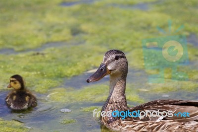 The Mallard And Her Chick Stock Photo