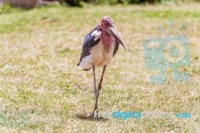 The Marabou Stork, Leptoptilos Crumenifer In Serengeti National Stock Photo