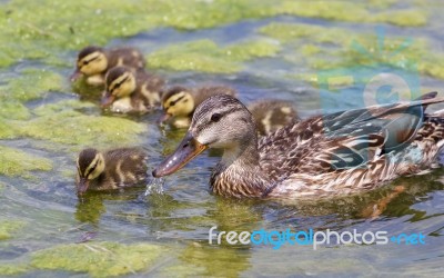 The Mother-duck And Five Of Her Chicks Stock Photo