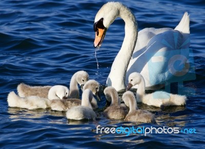 The Mother-swan Helps Her Chicks To Get The Algae From The Lake Stock Photo