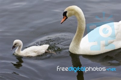 The Mute Swan And Her Cute Chick Are Swimming In The Lake Stock Photo