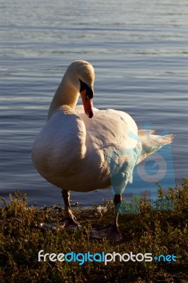 The Mute Swan Before The Sunset Stock Photo