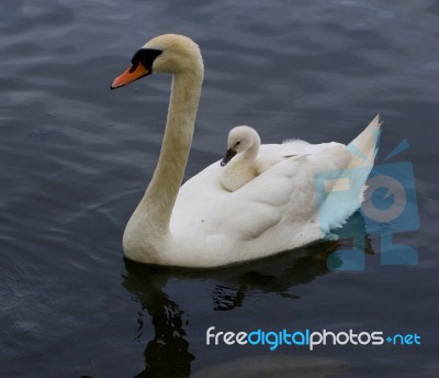 The Mute Swan Is Carrying Her Chick On The Back Stock Photo