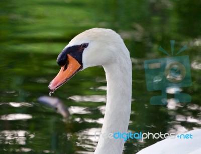 The Mute Swan Seems To Be Unsure Stock Photo