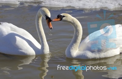 The Mute Swans In Love Stock Photo