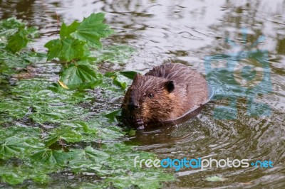 The North American Beaver Stock Photo