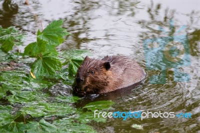 The North American Beaver Is Eating Stock Photo