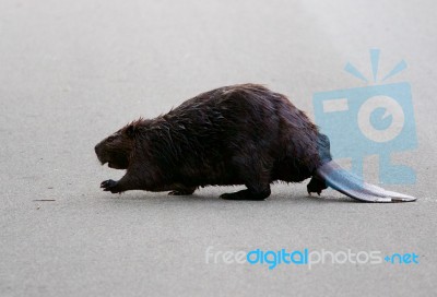 The North American Beaver Is Going Across The Road Stock Photo