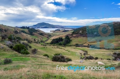 The Otago Peninsula New Zealand Stock Photo