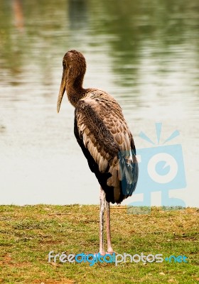 The Painted Stork Bird,mycteria Leucocephala Stock Photo