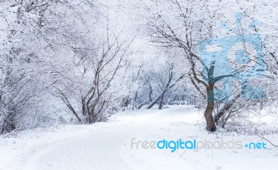 The Path In A Park Stock Photo