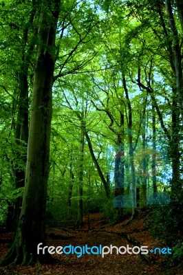 The Path Into The Woods Stock Photo