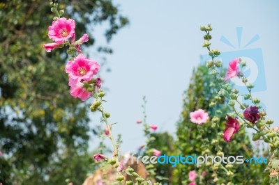 The Pink Hibiscus Flowers Stock Photo