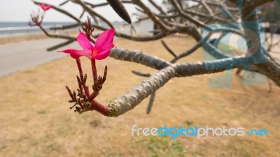 The Pink Plumeria Stock Photo