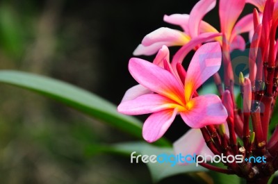 The Pink Plumeria Plan Stock Photo