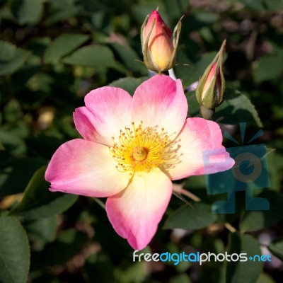 The Pink Rose, Love Hopeful And Expectant Stock Photo