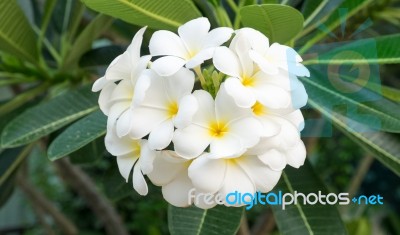 The Plumeria Bouquet Stock Photo