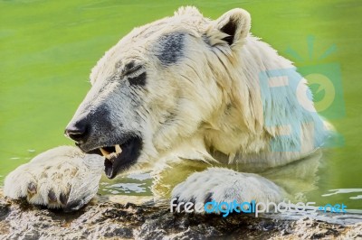 The Polar Bear Stock Photo