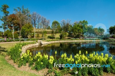 The Pond In The Royal Agricultural Station Inthanon Stock Photo