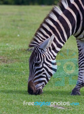 The Portrait Of A Zebra On The Grass Field Stock Photo