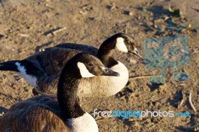 The Portrait Of The Cute Beautiful Canada Goose Stock Photo