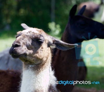 The Portrait Of The Funny Lama Stock Photo