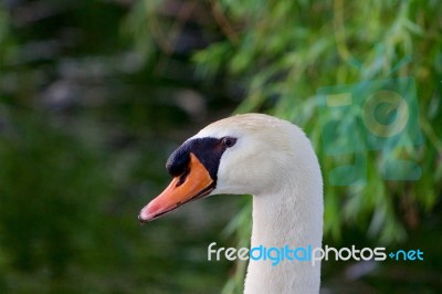 The Portrait Of The Mute Swan Stock Photo