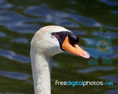 The Portrait Of The Mute Swan With The Water On The Background Stock Photo