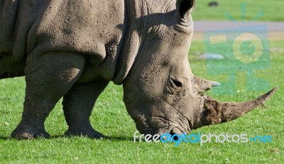 The Portrait Of The Strong White Rhinoceros Stock Photo