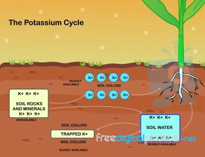 The Potassium Cycle Stock Image