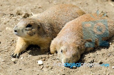 The Prairie Dogs Stock Photo