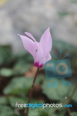 The Purple Cyclamen In Israeli Park Trip Stock Photo