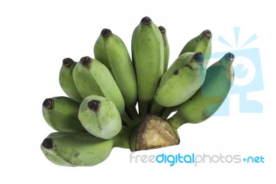 The Raw Isolated Bananas Stock Photo