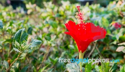 The Red Hibiscus Flower Stock Photo