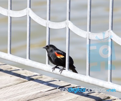 The Red-winged Blackbird Stock Photo