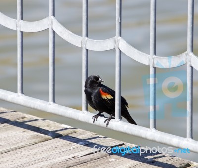 The Red-winged Blackbird Male Stock Photo