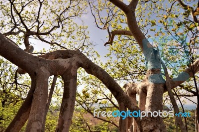 The Roots Of Strange Trees Shape Stock Photo