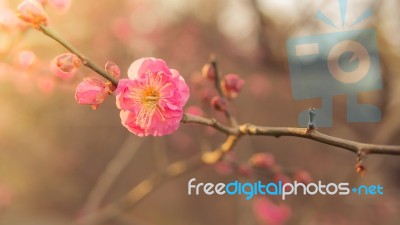 The Sakura Flower Start To Blossom In Japan Park Stock Photo