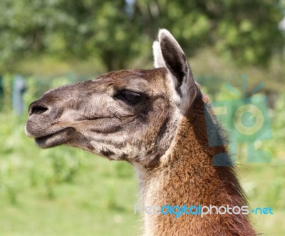 The Serious Llama Close-up Stock Photo