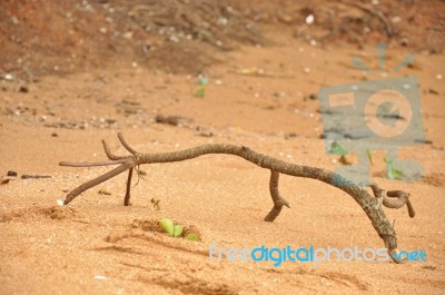 The Stick On The Beach Stock Photo