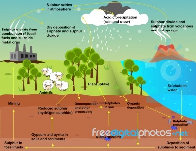 The Sulfur Cycle Stock Image