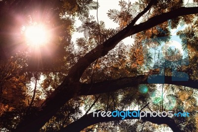 The Sun Shining Through The Branches Stock Photo