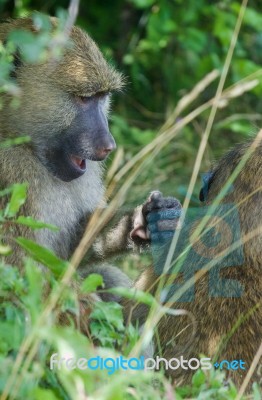 The Surprised Monkey Funny Close-up Stock Photo