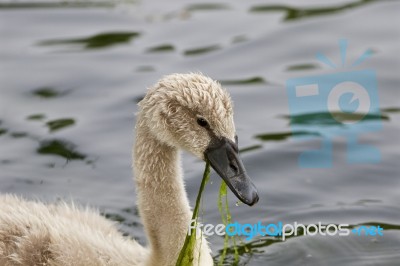 The Swan And The Algae Stock Photo