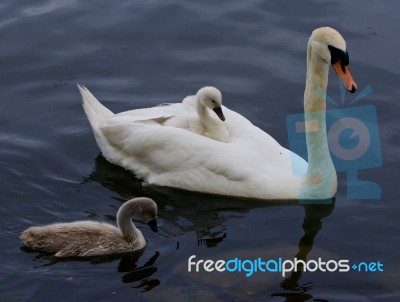 The Swan And Two Of Her Cute Chicks Are Swimming Stock Photo