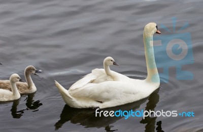 The Swan-chicks Wants To Have A Ride Too Stock Photo