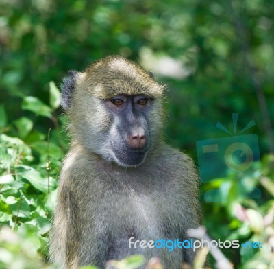 The Thoughtful Baboon Stock Photo