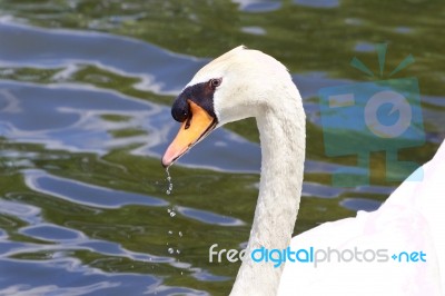 The Thoughtful Mute Swan Is Drinking The Water Stock Photo